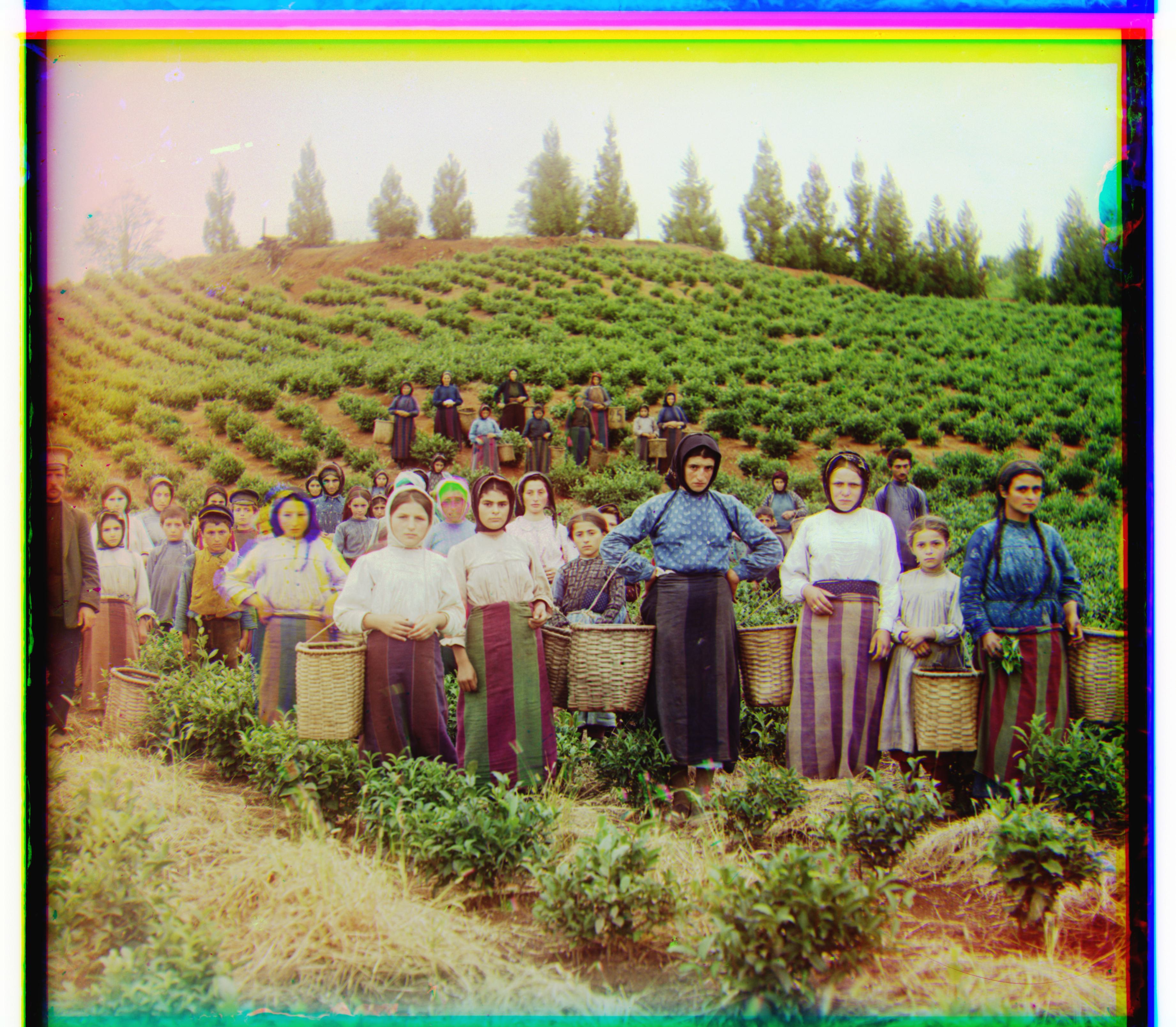 Harvesters edited image